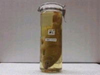 藏品(鯉)的圖片